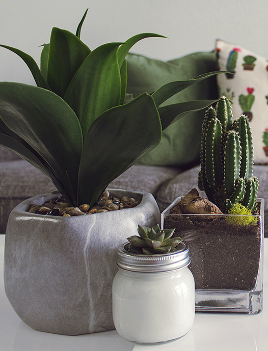 Cactus plant lifestyle image on MindTherapy.ca
